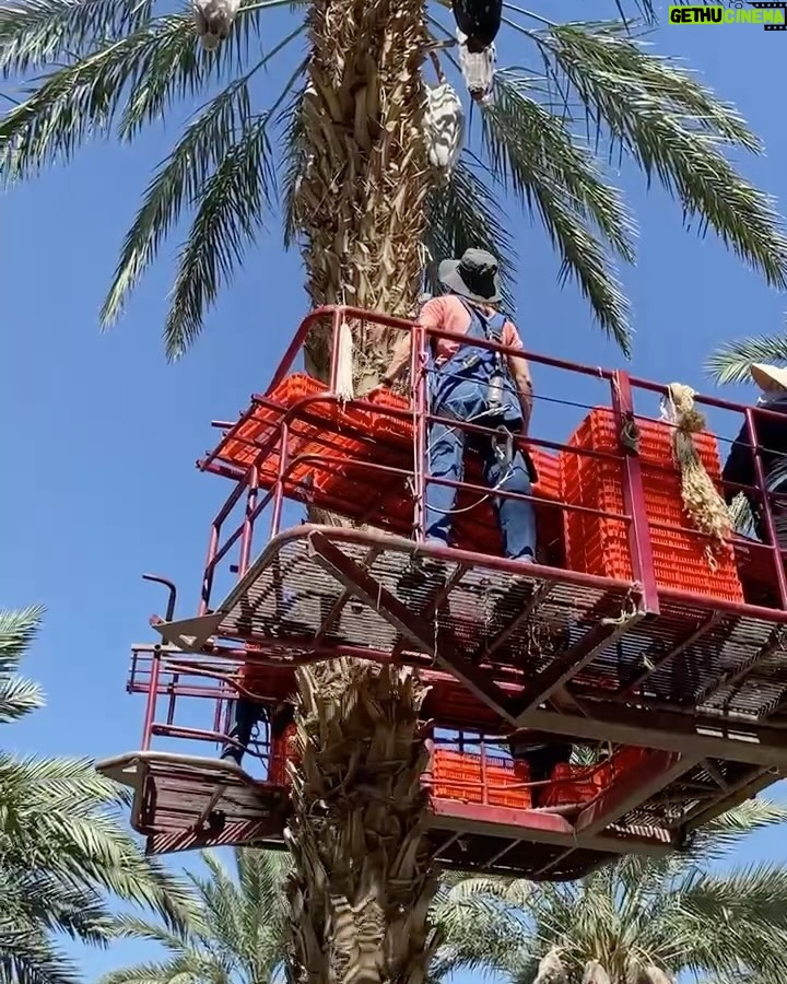 Jennifer Garner Instagram - I love meeting @onceuponafarm suppliers—and I’ll harvest dates for our products any time! 🌴👩🏻‍🌾☀️ I ♥️ farmers! Coachella Valley, California