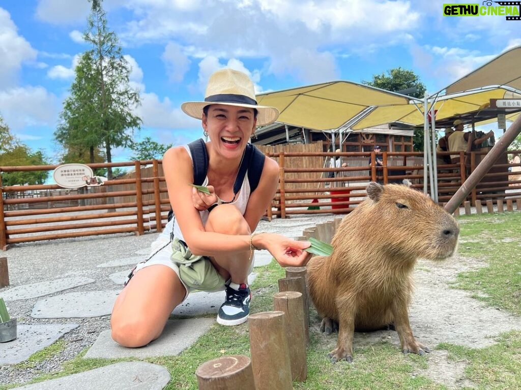 Jennifer Hong Instagram - 👇 這位水豚君小姐 看我手上拿著她愛吃的牧草 立刻靠近我 正當我把牧草遞給她時 她居然把頭撇向一旁定格不動⋯⋯⋯⋯⋯⋯⋯⋯⋯⋯⋯⋯⋯很久 我還以為她有什麼心事🤣 水豚君真的是一種逗趣又療癒人心的生物吶～ . . . #lingling #水豚君 #班比山丘