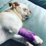 Jennifer Robertson Instagram - In the midst of the chaos of caring for my sick child this lil rascal managed to eat 4 chewable children's Advil which I thought was funny...until I learned it is severely toxic for dogs. Posting this as a reminder to keep all your meds safely out of reach of the four legged ones.