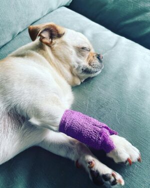 Jennifer Robertson Instagram - In the midst of the chaos of caring for my sick child this lil rascal managed to eat 4 chewable children's Advil which I thought was funny...until I learned it is severely toxic for dogs. Posting this as a reminder to keep all your meds safely out of reach of the four legged ones.