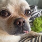 Jennifer Robertson Instagram - My dog has a boyfriend at daycare his name is Alfred. That is all.