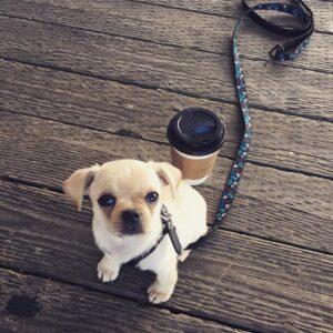 Jennifer Robertson Instagram - Apparently it's National Puppy Day so I'll just leave this here...
#babyRoxy