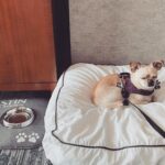 Jennifer Robertson Instagram - Me dreaming of the next time I visit @westinbayshore without a screaming chihuahua. Roxy and I thank you for your hospitality, she's exhausted from all that yelling. 💛