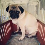 Jennifer Robertson Instagram - Thanks to @thepugqueen and her tireless team, after a 20+ hour journey, 17 rescue pugs arrived in crates from China last night. Was honoured to be a part of the clean up crew to get these kids ready to go their fosters. I am forever changed by the love and optimism of these little creatures. Thank you @pippapoppyrose.wu mom Sarah for letting me be a part of this.