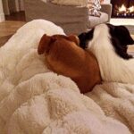 Jennifer Walcott Instagram - #rescues #bestlifeever #snuggles