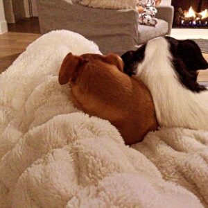 Jennifer Walcott Instagram - #rescues #bestlifeever #snuggles
