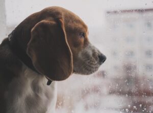 Jennifer Walcott Instagram - As we look beyond the 🎄 holiday season, we remain deeply thankful 🙏 for the opportunity to support families 👨‍👩‍👧‍👦 and the elderly 👵👴. Now, our focus shifts to our ‘Pawsitive Angel’ 😇 initiative. Partnering with a local vet 🐾, we help pet owners in need by providing essential care ranging from medications 💊 and surgeries 🏥 to exams and grooming ✂️.

We also proudly continue ‘Bark for Beds’ 🛏️, a heartfelt project initiated by my son. This initiative is dedicated to collecting gently used or new dog beds for shelter animals 🐕, offering them comfort and warmth as they await their forever homes 🏡.

In addition to your kind donations of beds or supplies, we would be immensely grateful for monetary contributions. A donation of $10 - $25 💵 can make a significant difference in the lives of these animals. We are asking all animal lovers 💕 to come through for this months cause.

Please visit our website www.theforeverangels.com for more information on how you can contribute to ‘Pawsitive Angel’ or ‘Bark for Beds’. Your support makes a world of difference to these animals and families. #999 #theforeverangels