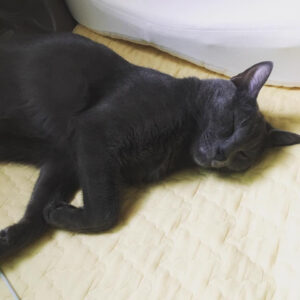 Jeong Si-hyun Instagram - 정확히 일년전 우리 냥이 . 보고싶다
