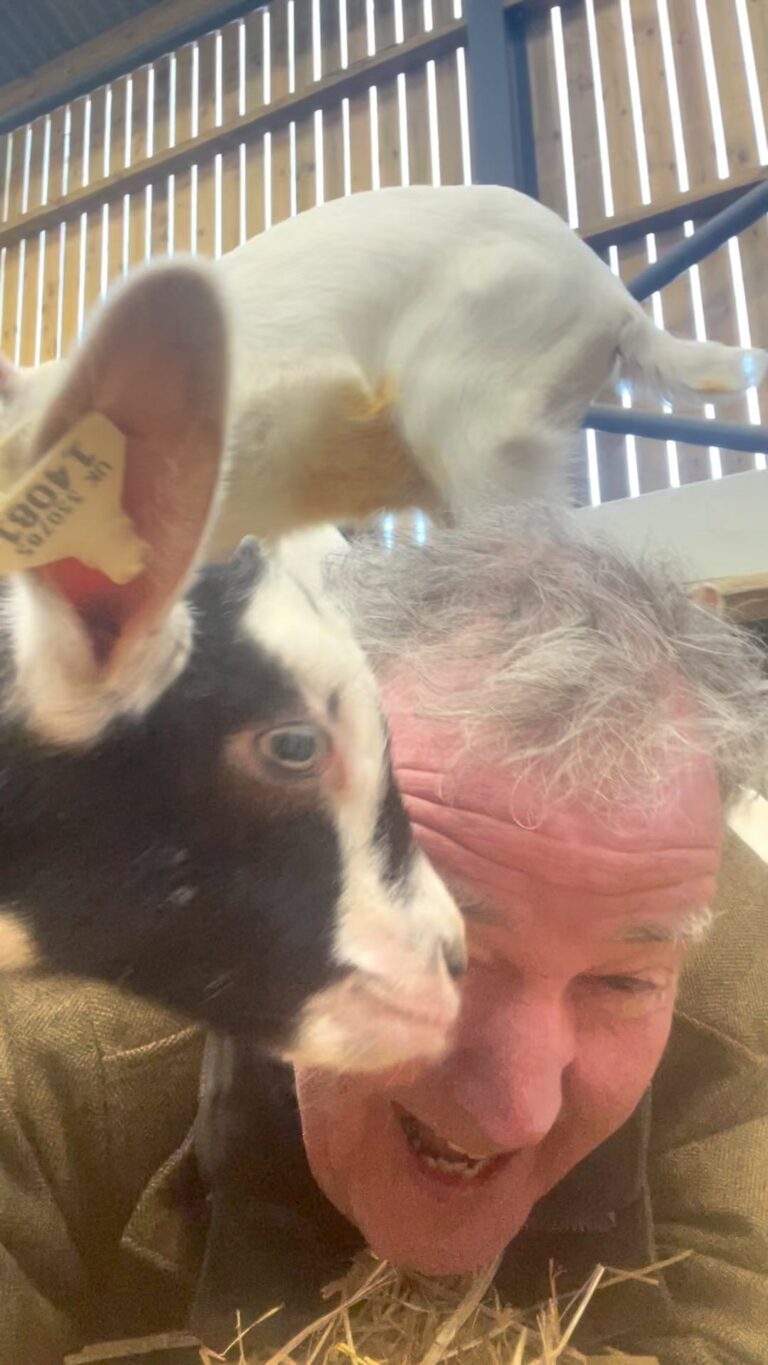 Jeremy Clarkson Instagram - Very much enjoying my new goats