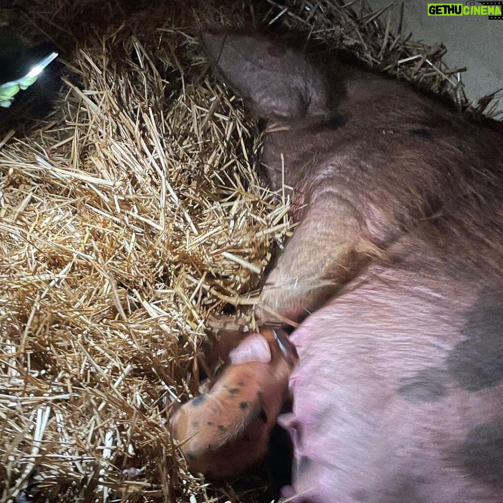 Jeremy Clarkson Instagram - We have a piglet !!!!!