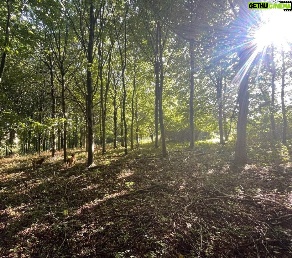 Jeremy Clarkson Instagram - Diddly Squat woods.