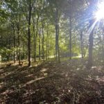 Jeremy Clarkson Instagram – Diddly Squat woods.