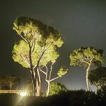 Jeremy Clarkson Instagram - An tree