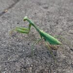 Jes Macallan Instagram - *Update* he finally decided to accept he needed help and I carried him safely to some bushes to sleep it off. #gohomemantisyouredrunk