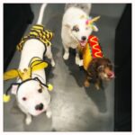 Jes Macallan Instagram - A hotdog, a bee, and a unicorn walk into a bar… and the unicorn has clearly already been drinking. #gohomeunicornyouredrunk