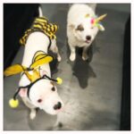 Jes Macallan Instagram - A hotdog, a bee, and a unicorn walk into a bar… and the unicorn has clearly already been drinking. #gohomeunicornyouredrunk