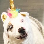 Jes Macallan Instagram - A hotdog, a bee, and a unicorn walk into a bar… and the unicorn has clearly already been drinking. #gohomeunicornyouredrunk
