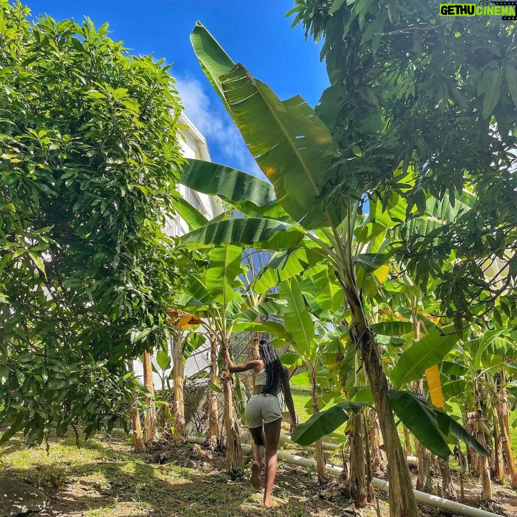 Jessica Allain Instagram - Picking fruit in our garden this morning St. Lucia