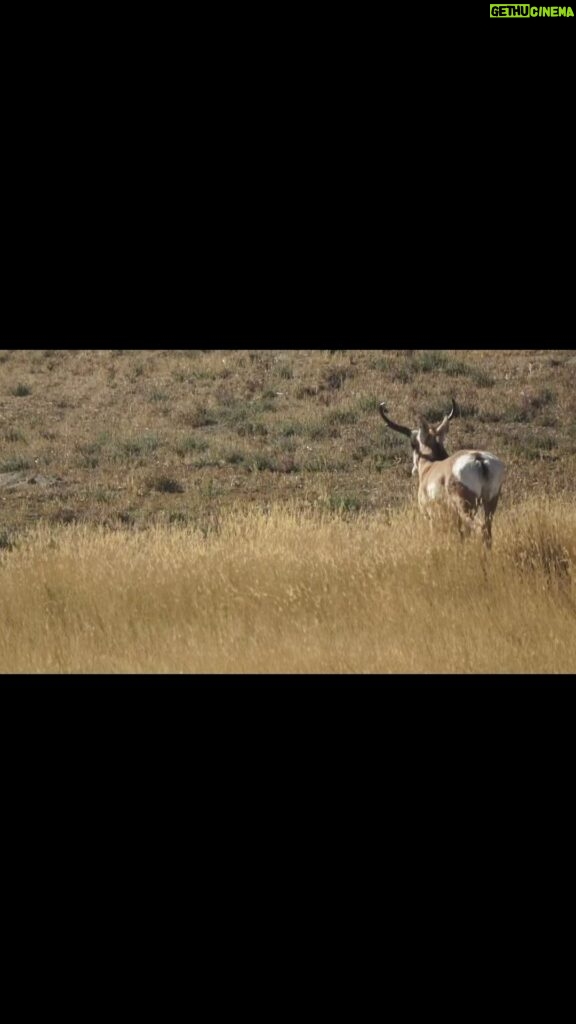 Jim Baird Instagram - This is one of about 20 Pronghorn Antelope that @torigoesoutside and I saw as we drove across Canada’s southern planes. They’re colloquially called antelopes however the pronghorn’s closest living relatives are the giraffe and okapi. Having evolved to outrun the now-extinct American Cheetah, the Pronghorn is the second fastest animal in the world next to modern day Cheetahs which range across most of Africa. The American cheetah became extinct about 10 to 12,000 years ago. #jbadventurer #wildlifefacts #pronghorne #antelope #greatplanes #transcanadahighway Cypress Hills, Sask