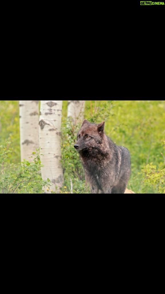 Jim Baird Instagram - We’re all back safe and sound from our cross Canada adventure into Alaska after traveling and camping out for over a month. I’m starting to go through footage from our trip which included exploring remote mountain roads and canoeing the Stikine River! Here’s a shot that stands out, it’s a rare sighting of a black wolf that @torigoesoutside and I saw off Northern BC’s Cassiar Highway. I’m excited to share some more great stuff over the coming days / weeks. Stay tuned! #jbadventurer #wolf #thebestplaceonearth #BC #rarewildlifesighting #overlanding #camping #canoeing Northern British Columbia