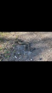 Jim Baird Instagram - I had no idea there were Rattlesnakes this big around here! We came across this Western Rattlesnake not too far from Penticton, British Columbia yesterday. Their venom isn’t as deadly as the rattlesnakes in the American Southwest and they are protected and rare here in the arid Okanagan Valley. So, seeing one this big is rare. #rattlesnake #okanaganvalley #wildlife #reptile #outdoors #hiking