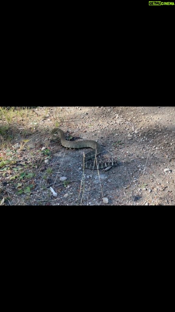 Jim Baird Instagram - I had no idea there were Rattlesnakes this big around here! We came across this Western Rattlesnake not too far from Penticton, British Columbia yesterday. Their venom isn’t as deadly as the rattlesnakes in the American Southwest and they are protected and rare here in the arid Okanagan Valley. So, seeing one this big is rare. #rattlesnake #okanaganvalley #wildlife #reptile #outdoors #hiking