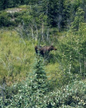Jim Baird Instagram - I just scanned a few pics from my 2005 canoe trip down the South Nahanni River in Canada’s Northwest Territories. Trip participants included my buddy Arie @adventure_fitt_akasha and my brother @ted.baird it was a self guided trip and was super expensive for us at the time. Multiple well meaning people told me that this was a once in a lifetime trip and to do it now while I’m young. After this adventure I was deeply hooked and I just couldn’t accept that. Looking back 18 years later, I’m glad I didn’t listen to them. Stay tuned for a film I have on the go that will include some content from this early trip and others. 

#nahanni #adventure #canoeing #outdoors #blastfromthepast #mountains #spectacularnwt