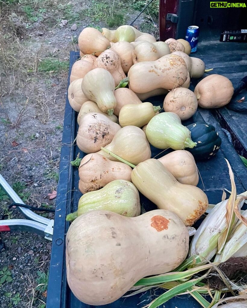 Jim Baird Instagram - As much as I like travelling on adventures, it’s great to get home after a long one. Yesterday we harvested our winter squash, along with our remaining pole beans, and we put some corn up to dry. It was a near perfect day and we took advantage of the unseasonably warm weather. We have a lot of squash to eat and will spend some time blanching and freezing what we can’t eat in the short term. #jbadventurer #homesweethome #harvest #wintersquash #indiancorn #fall #homested #vegitsblegarden Magnetawan, Ontario