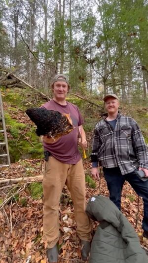 Jim Baird Instagram - This past Oct., @heatherbairdoutdoors @ted.baird @torigoesoutside and I hauled an extension ladder around in the bush to access some big specimens of Chaga that were growing way up in the birch trees that the fungus calls home. We made sure not to cut it all off, leaving some on the tree so that it will regrow. Chaga is a medicinal mushroom that makes a good tea, particularly when a little honey or maple syrup is added. We finally got around to processing it yesterday by cutting it into small chunks with my Commercial Series Butcher Knife by @coldsteelknives and then blasting it up into powder with a coffee grinder. We still have a lot more to process yet. To make tea out of it, it’s best to add the powdered Chaga it to a loose leaf tea bag and let it steep in hot water. I can’t wait for a few good mug ups of this wild tea while I’m in the bush this winter. 

 #chaga #wildharvest #wildedibles @coldsteelhunt