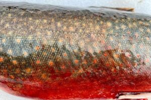 Jim Baird Instagram - Just back from an awesome couple nights out family winter camping in our area. Hand lining this fish in on 6lb test took some time but I landed my PB from this species. Can anyone tell me what kind of fish this is? Stay tuned for the video on this adventure and it won’t be long until we head out again. 

#outdoors #icefishing #wintercamping #adventuresinnorthernontario #familycamping #walltent #nightphotography