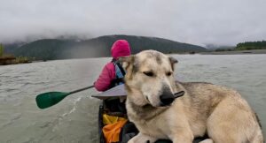 Jim Baird Instagram - New video up! (Link in bio.). In this one, @torigoesoutside and I continue down Northern BC’s Stikine River towards Alaska with our family. We camp in a couple nice places where we need to put our tarp to good use because of the rain. Breaking camp in the morning takes a lot more time with kids as they need to be fed and dressed, (you can see me putting on Wesley’s wet suit on in one of the pics here). Both adults can’t really work at camp tasks at the same time because one of us needs to keep a watchful eye on our son Hudson who likes to go for hikes (with or without us!). 

Things get more challenging when we’re traveling down river and the rain really picks up…it just won’t let up for hours and hours on end and we’re soaked. Come evening, we begin searching for a cabin that should be close by. Our river notes are 30 years old so we don’t really know if it’s even  there anymore. Soaked to the bone, at this point we’d be very grateful for a place to get warm and dry out tons of wet cloths. Do we find it? 

#alaska #jbadventurer #stikineriver #canoetrip #familycamping #outdoors #campwithkids #wilderness