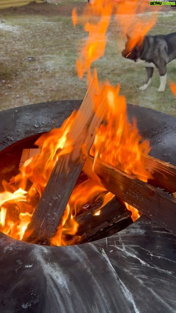 Jimmy Durmaz Instagram - @akitamiloo 🐺 #fire #forrest #wolf #life #fireplace #sweden #winter