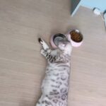 Jo Yoo-jin Instagram - 내새끼 치치 드디어 내일 데릴러 간다 딱 기다려 🤎 #치치모음집 #벵갈 #사고뭉치