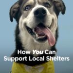 Joey King Instagram - As shelters continue to reach capacity, pets are relying on volunteers to make an impact! That’s why I teamed up with @hillspet Nutrition during one of the largest adoption events of the year in hopes of helping more pets find new homes | #hillspartner #ad | Now it’s your turn! Your time and love can truly make a difference, so let’s be their voice, their heroes, and their chance at a better life. To support your local shelter, consider these options: Adopt Foster Volunteer And a huge thank you to @pasadenahumane for participating in this year’s campaign!