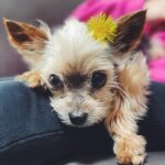 Joey King Instagram - Missing my sweet Angel on this lazy Sunday