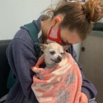 Joey King Instagram - I had to say goodbye to my little man today. Charlie was my goofy sidekick for 15 and a half years and I’m so thankful for it. I love you Charlie forever and ever. I’ll miss you and your warm cuddles always.