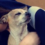 Joey King Instagram - I had to say goodbye to my little man today. Charlie was my goofy sidekick for 15 and a half years and I’m so thankful for it. I love you Charlie forever and ever. I’ll miss you and your warm cuddles always.