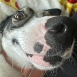 Joey King Instagram - I WAS LIED TO!! THEY SAID MY DOG DIDNT HAVE ANY EXTREME OUT OF CONTROL GOOFBALL BREED IN HER! LIES ALL LIES