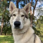 John Bell Instagram - Dui / Rollo #happynationaldogday