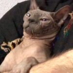 John Bell Instagram - @ele_thecat you ok bud?
