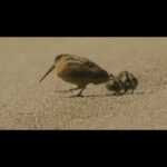 John Cleese Instagram - The “American Woodcock.” Is it worthy of a grant from the Ministry of Sillywalks? 🐤💼 #americanwoodcock #sillywalks #birdwalk #birdnerd #birdspotting #wildbirds #bestbirds #sillybird #sillyanimals #funnybirds #ministryofsillywalks