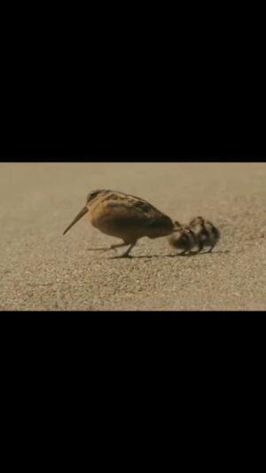 John Cleese Instagram - The “American Woodcock.” Is it worthy of a grant from the Ministry of Sillywalks? 🐤💼 

#americanwoodcock #sillywalks #birdwalk #birdnerd #birdspotting #wildbirds #bestbirds #sillybird #sillyanimals #funnybirds #ministryofsillywalks