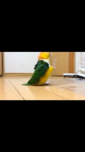 John Cleese Instagram - What do you think - is this fellow worthy of a grant? 

Thank you to @rexchapman for sharing. #ministryofsillywalks #sillywalks #montypython #birdwalk