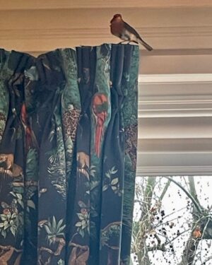 John Cleese Instagram - a little bird appeared in our London flat. We have no idea how he got in. The windows were all closed ! So we opened them
and tried to shoo him out. He didn’t know how to leave, so we had to catch him...Then we could show him how to find the window.
“ Good-bye, Robin "
.
.
.
#birdsofig #birdattack #birdsofinsta #wildbirds #londonbirds #birdcaptures #birdrescue #birdpics
