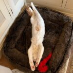 John Cleese Instagram - Mickey having a power nap. #cats #catnap #catsofworld