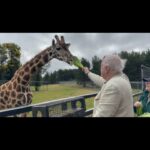 John Cleese Instagram - Such a magnificent creature! I met her in Canberra at the Jamala Wildlife Lodge. @jamalalodge #canberrazoo #australiazoo #giraffes