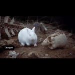 John Cleese Instagram - RUN AWAY! 🐰🐇🩸 #whenanimalsattack #rabbitattack #dangerousanimals #iwarnedyou #montypythonandtheholygrail #comedyscene #comedyreel
