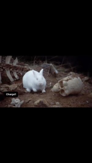 John Cleese Instagram - RUN AWAY! 🐰🐇🩸

#whenanimalsattack #rabbitattack #dangerousanimals #iwarnedyou #montypythonandtheholygrail #comedyscene #comedyreel