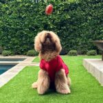 John Legend Instagram - Put Petey in, Coach 🏈