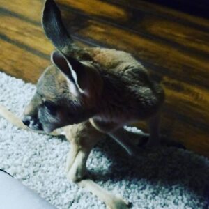 Johny Hendricks Instagram - Our new addition to our family Rudy #kangaroo